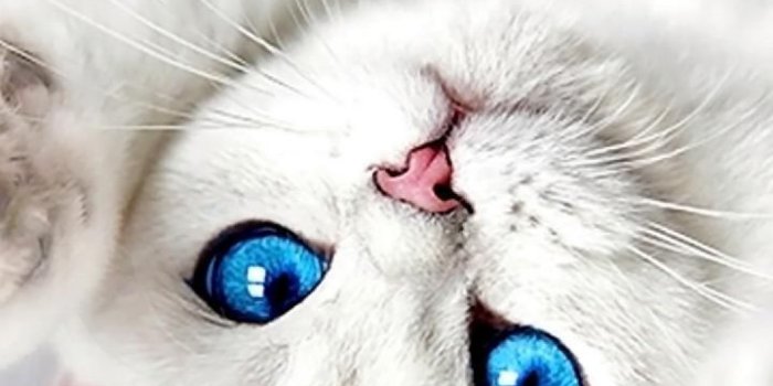 720x1280 Download White Kitten Wallpaper now from _tUrBoGuY_ – a7 – Free on