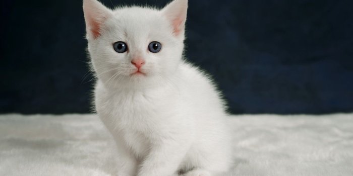 1332x850 Wallpaper look, kitty, portrait, baby, white kitten images for