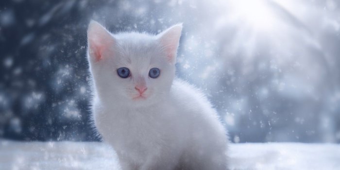 1332x850 Wallpaper snow, kitty, baby, white kitten images for desktop