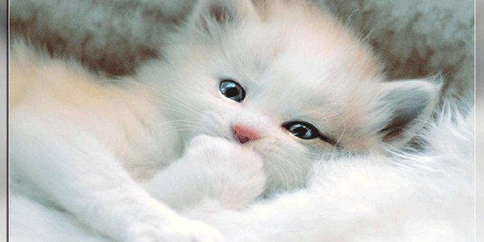 2268x1966 Lovely White Kitten Wallpaper (With images) | Cute cats, Kitten