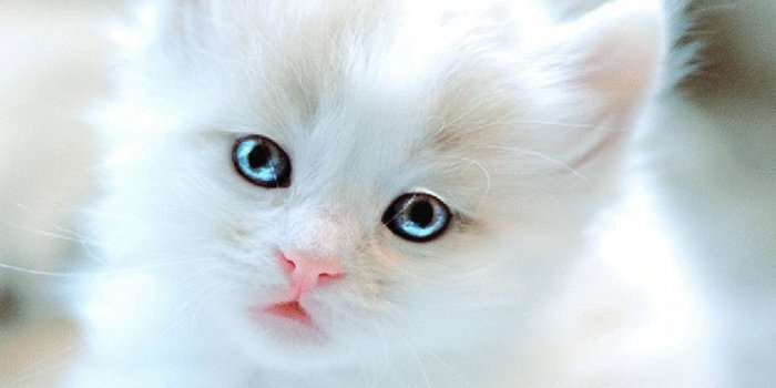 1920x1080 White Kitten Wallpapers - Top Free White Kitten Backgrounds