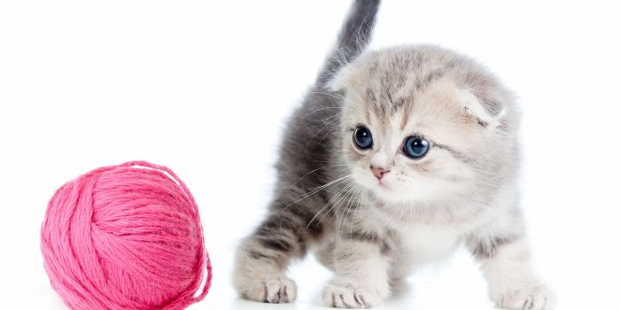 3840x2400 Kitten Wallpapers Cute | Kitten wallpaper, Kittens cutest, Cats