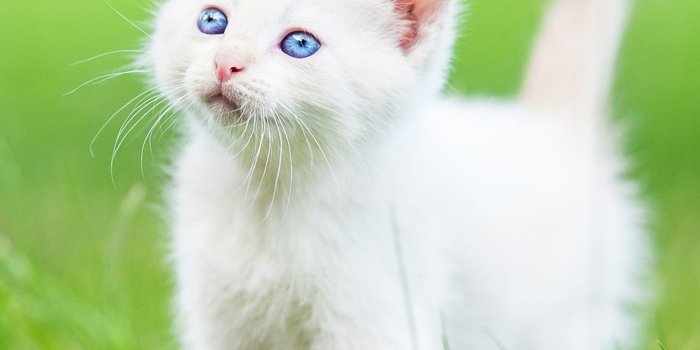 1536x2048 Persian (Kitten, Grass, White) HD Cat Wallpaper