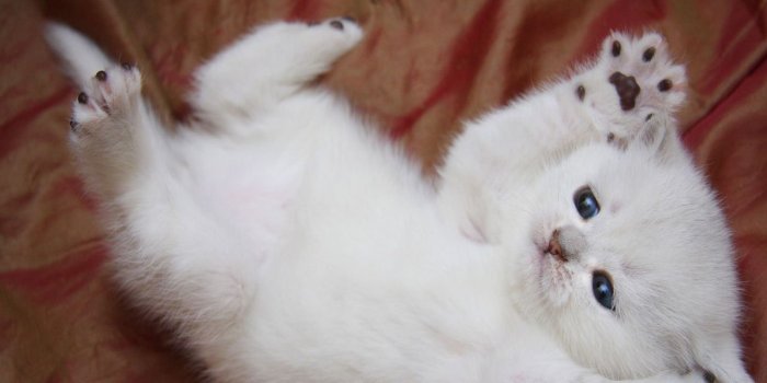 1280x1024 Free download white kitten Wallpaper [1280x1024] for your Desktop