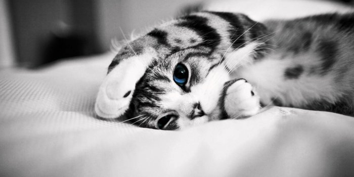 2560x1600 Black and White Kitten Wallpaper | Kucing cantik, Hewan, Kucing anjing