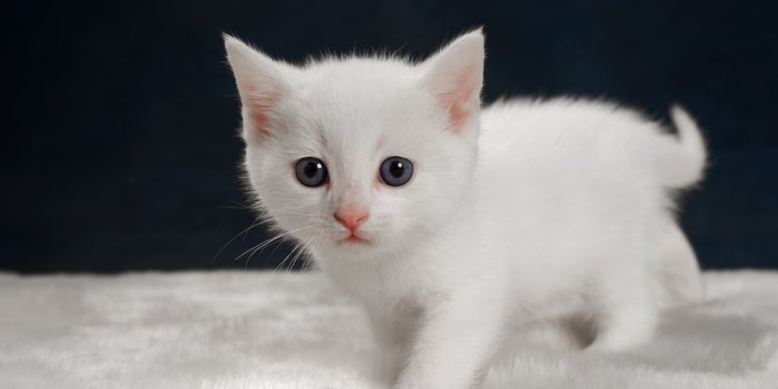 2048x1463 Short-coated white kitten HD wallpaper | Wallpaper Flare