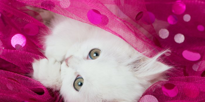 6864x4581 Long-Haired White Kitten 5k Retina Ultra HD Wallpaper | Background
