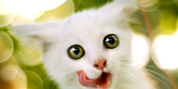1920x1200 Kittens wallpaper ·① Download free stunning full HD wallpapers