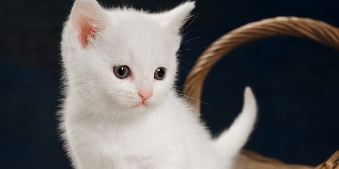 1332x850 Wallpaper kitty, baby, white kitten images for desktop, section