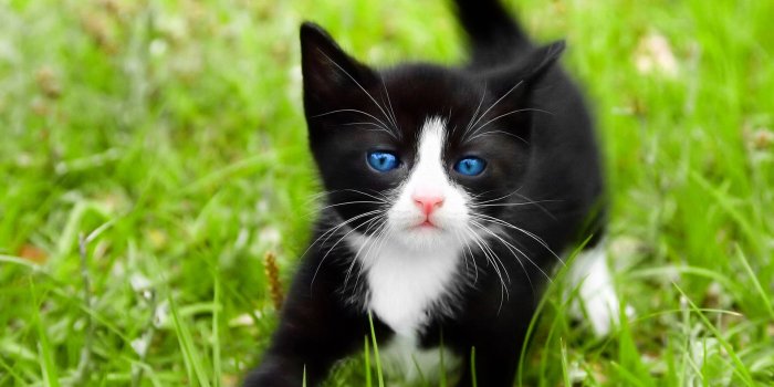 1920x1080 Free download Black and White Kitten Wallpaper kittens Wallpaper