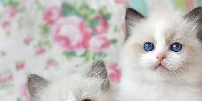 750x1334 Four white kittens, basket 750x1334 iPhone 8/7/6/6S wallpaper