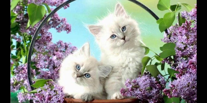 1280x720 White Kitten Wallpapers - Top Free White Kitten Backgrounds