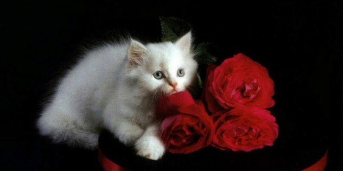 1280x800 White Kitten and Red Roses - Kittens Wallpaper (16155601) - Fanpop