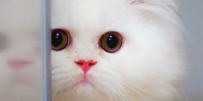 950x1689 Adorable Cute White Kitten | Kitten wallpaper, Cute cat wallpaper