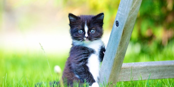 1920x1200 Black and White Kitten HD Wallpaper | Background Image | 1920x1200