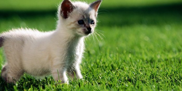 1680x1050 White kitten wallpapers | White kitten stock photos