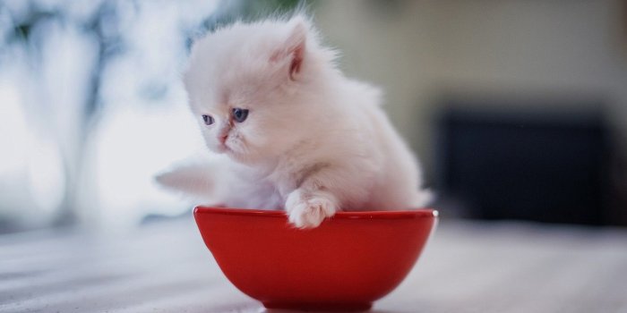 1332x850 Wallpaper baby, bowl, kitty, Persian cat, white kitten images for