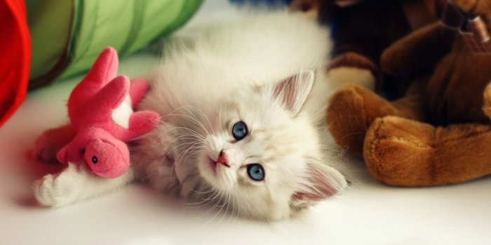 2560x1600 White Kitten Wallpaper | 2560x1600 | ID:41697