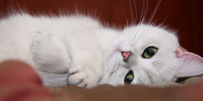 1680x1050 Free download White kitten wallpapers and images wallpapers