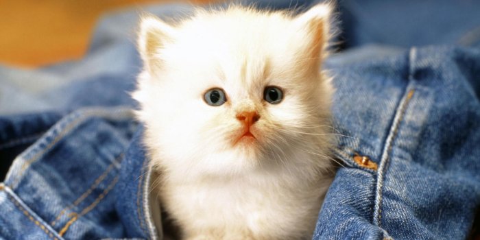 1680x1050 White Kitten Wallpaper | 1680x1050 | ID:28703