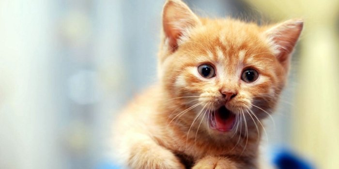 1920x1080 White Brown Cute Kitten Wallpaper - Wallpaper Stream