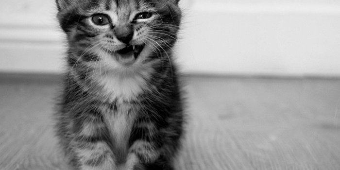 2560x1600 Funny Kittens Wallpapers