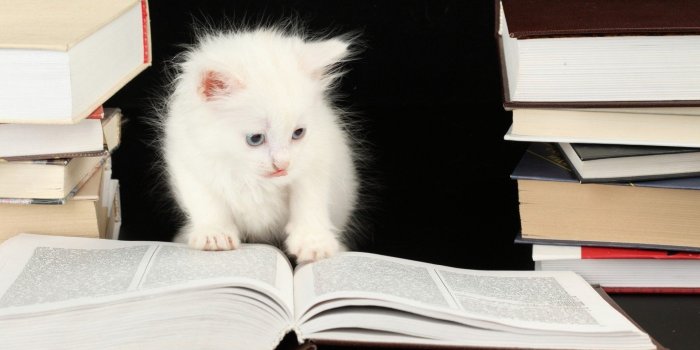 1920x1080 Kittens wallpaper ·① Download free stunning full HD wallpapers