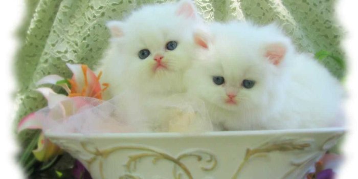 1280x768 Cute White Cat Photos Hd | Desktop Wallpapers