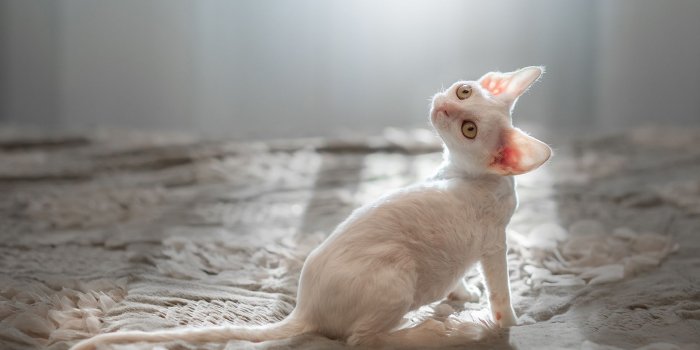 1920x1080 White Kitten Wallpaper File HD | MeWallpaper