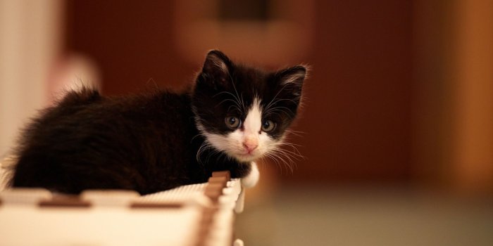 1920x1200 Little Kitten Wallpaper - Cute Black And White Kittens, Hd
