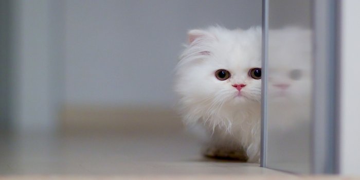2560x1600 Download 2560x1600 White Kitten Wallpaper HD