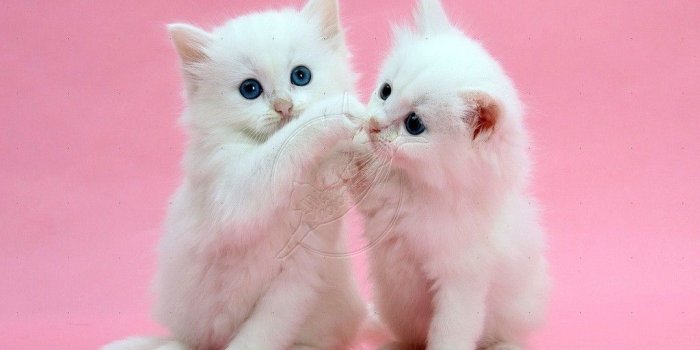1024x768 Two White Kittens On Pink Background - The Wallpaper