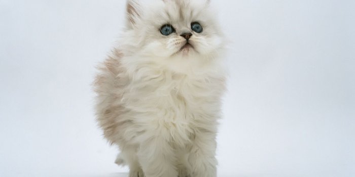 1920x1080 Fluffy White Kitten HD Wallpaper | 1920x1080 | ID:28968