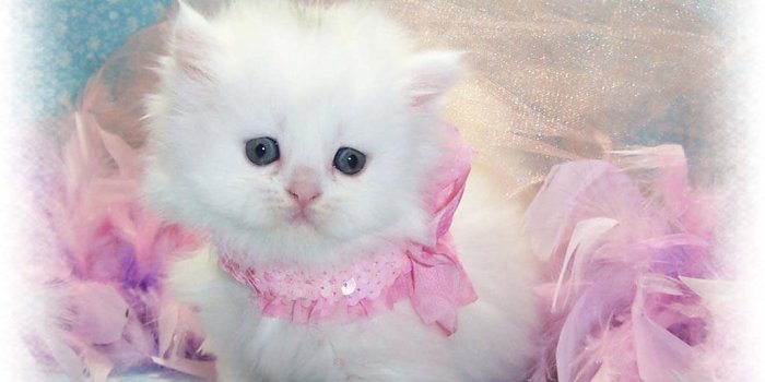 1024x768 White Baby Cat Wallpapers