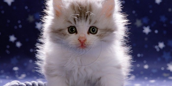 1093x1104 Fluffy Cute Kitten wallpapers | Kitten pictures, Kitten wallpaper