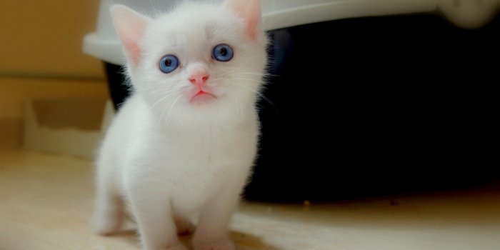 1920x1200 White Kitten Wallpapers - Top Free White Kitten Backgrounds