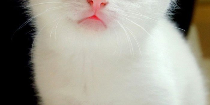 1000x1600 Blue Eyes White Kitten - 1000x1600 Wallpaper - Ecopetit.cat