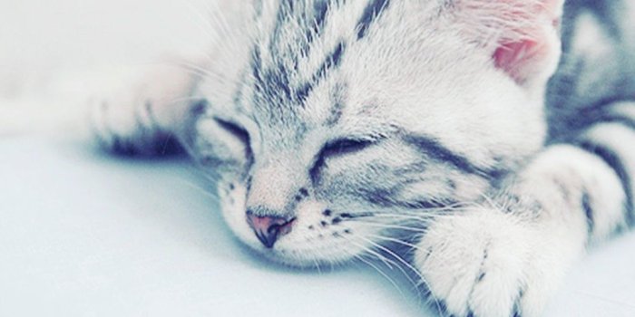1024x768 Cute kitten - Cute Kittens Wallpaper (18562234) - Fanpop - Page 20