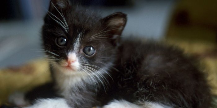 1024x768 Download desktop wallpaper Small black-and-white kitten, wallpaper
