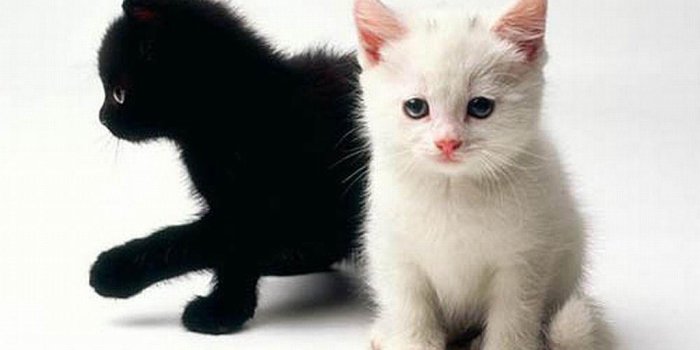 1024x768 Cute Black And White Kittens Wallpapers