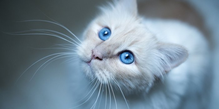 2560x1600 Burmese cat, blue eyes, white kitten wallpaper | animals