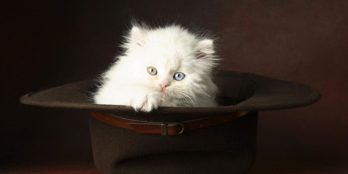 1920x1080 White Kitten Wallpaper #6965320