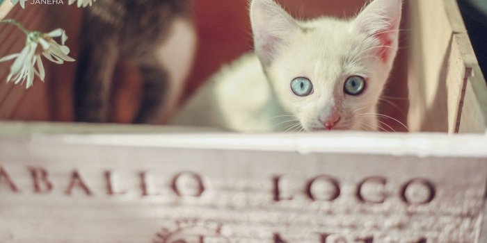 1332x850 Wallpaper look, chamomile, muzzle, kitty, box, blue eyes, white