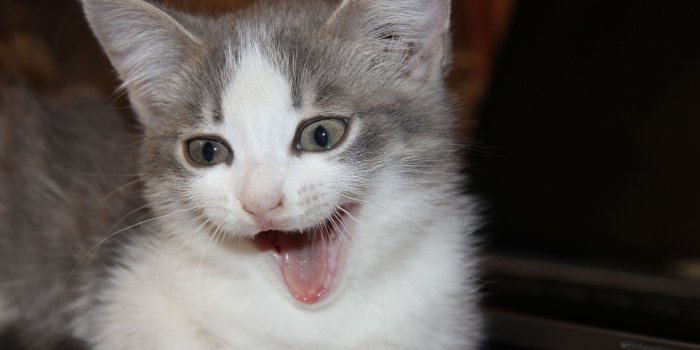 3840x2160 Gray with white kitten wallpaper - Animal wallpapers - #39197