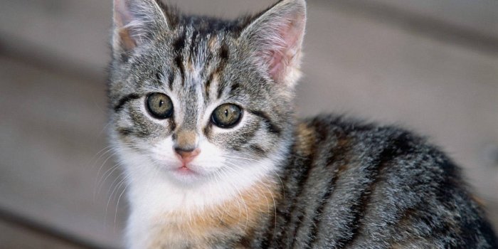 1600x1200 Cute Gray and White Kitten wallpapers | Cute Gray and White Kitten