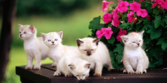 1440x900 Kitten Wallpaper Background 1920x1080, Cute - Cute Cat In Garden