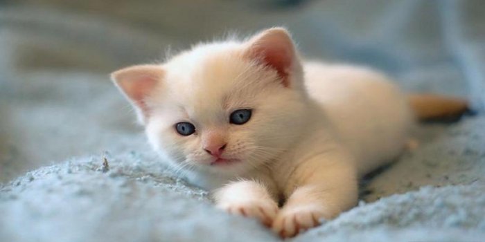 2560x1440 Cute White Kitten Wallpaper Photo HD