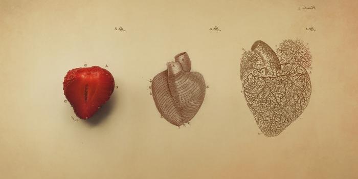 1920x1080 Biology digital art #drawing #fruit #Hearts #Medicine #minimalism