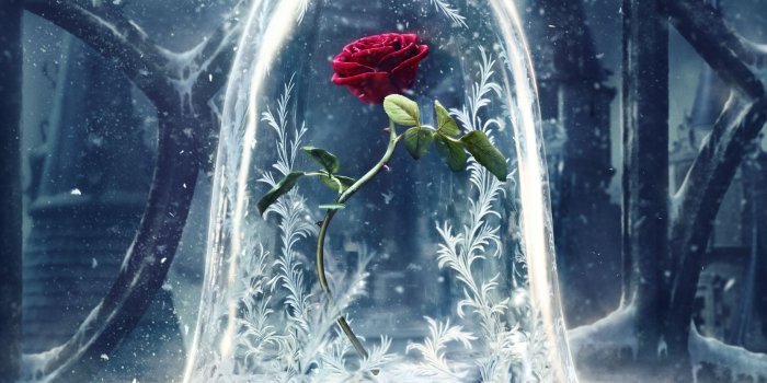 2764x1555 Beauty And The Beast Rose Wallpapers