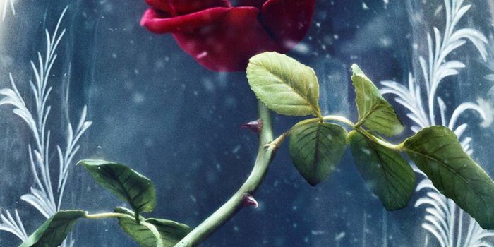 1440x2560 Beauty And The Beast Rose Wallpapers